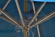 MG 1532 Blue Jay Nest on Patio